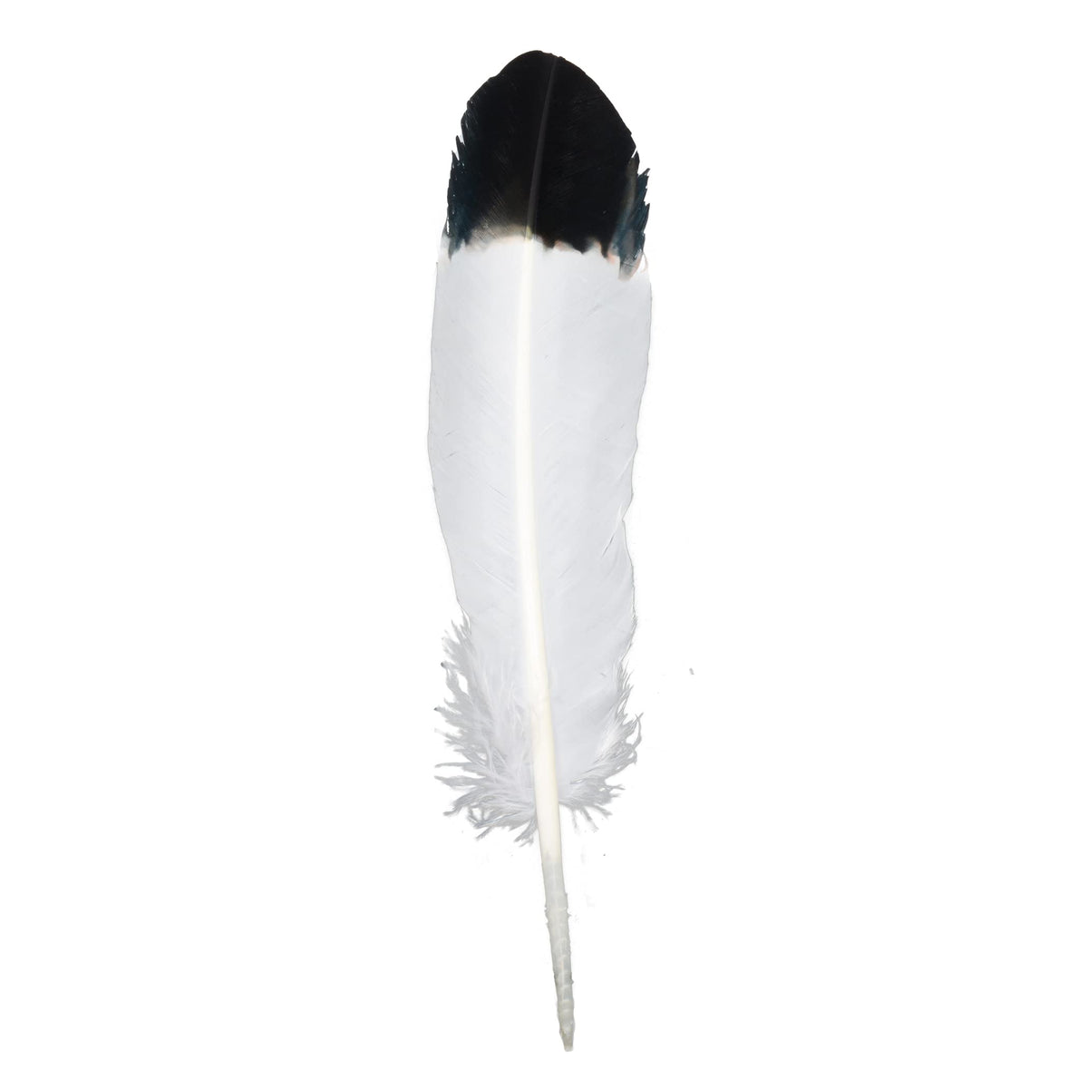 Handy Lidy 20pcs 10-12" Turkey Feather Round Wing Quill for DIY Art Accessories Halloween Party Decoration Wedding Costumes-White w/Black Tips
